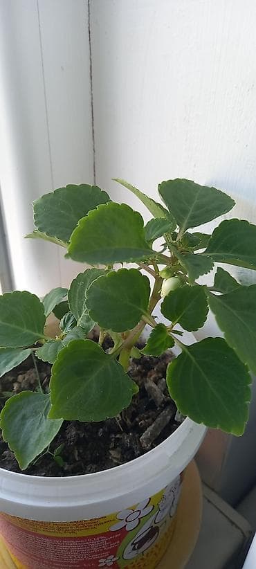 semeni sekli: Otaq gülləri – kolleksiya sortları - Impatiens (balsamin) – — 5