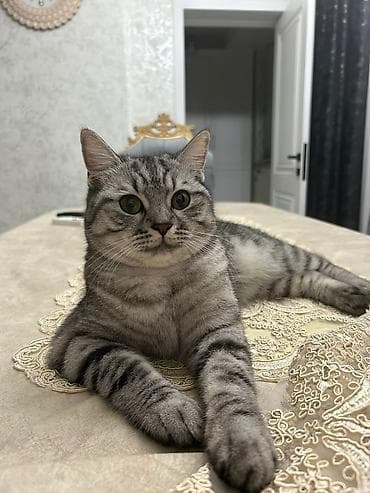 qoyun heyvan: Şotland — 6