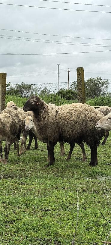 Qoyun satılır. Bir illik damazlıq əla erkək. Sağlam iri heyvandır