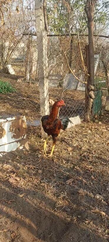 kənd çolpası: Profilde 3 becenin sekli var ayri ayriliqda. 3de bie birinden yaxsi — 2