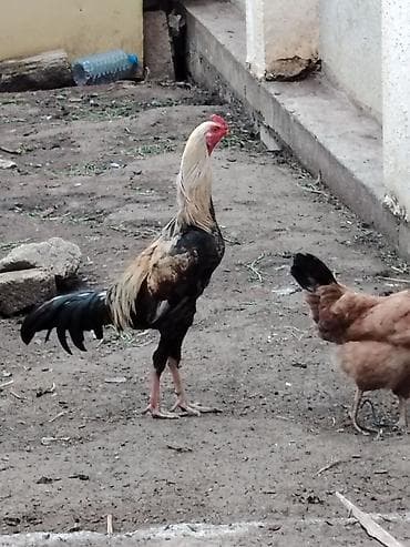 Xoruz, Brama, il: >5 Ünvandan götürmə