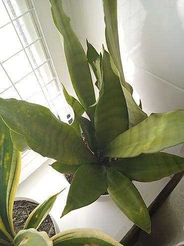 ev gulleri satisi: Сциндапсус N-Joy — 2