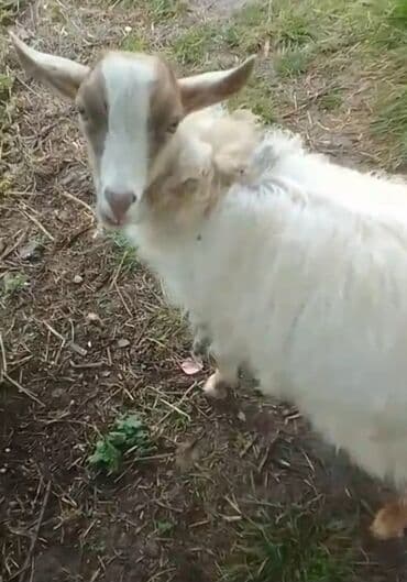 sort keciler: Cins: Qədirli/yerli tipli keçi Rəng: Ağ tüklü, baş və qulaqlarında — 2