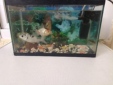 balıq yemi: Akvaryum komplekti - Şüşə akvaryum, təxminən kiçik/orta həcm — 1