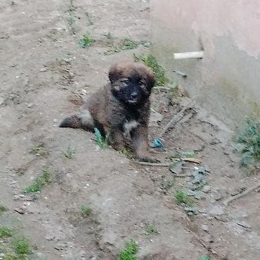 itlerin: Evala salam 1 ayliqdir 2 ayina az qalib anasi alman afcarkasi atasi — 2