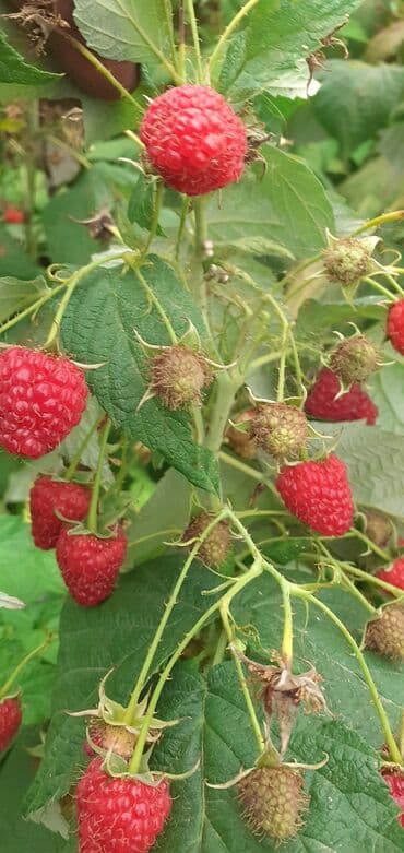 купить красную икру в баку: Məhsul: Təzə bağ moruğu (qırmızı) Təsvir: - Ev bağı şəraitində — 2