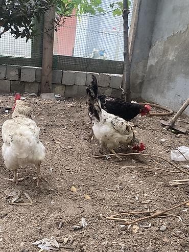 bala afcarka: Toyuq, Yumurtalıq, Ünvandan götürmə — 5