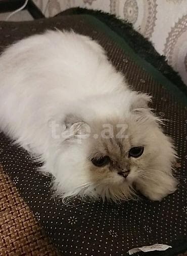 Шиншилла at lalafo.az Шиншилла