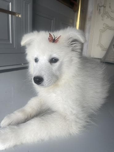 İtlər: Samoyed, Pulsuz çatdırılma — 9