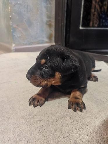 pulsuz it satilir: Doberman, Pulsuz çatdırılma — 4