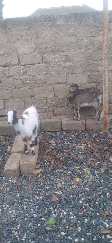 südlük inək cinsləri: Məhsul: 2 baş cırtdan keçi (balalı) - Növ: cırtdan/mini keçi - Sayı — 2