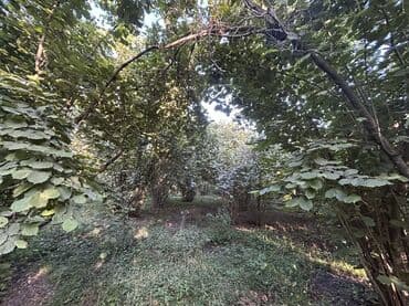 xacmazda findiq bagi satilir: Kənd təsərrüfatı — 18