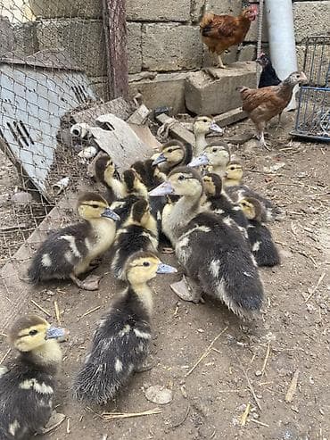 Salam sağlam lal ördək balaları satılır tam sağlam heyvanlardı ördək