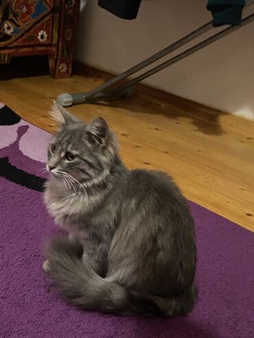 pişik balası verirem: Meyn-kun, Dişi, Ünvandan götürmə, Pulsuz çatdırılma — 3