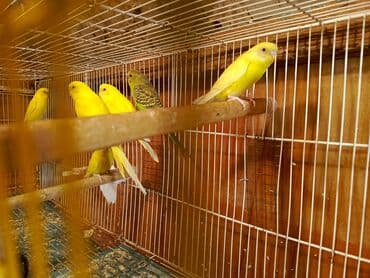 ucuz pisik: Papuqaylar təcili satılır ünvan yeni suraxanı Sarı rəngli — 6