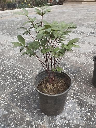 meyve ağacları: Salam hazır dibçəklərdə əkili halda Piyon gülləri satılır Şəkillər öz — 3