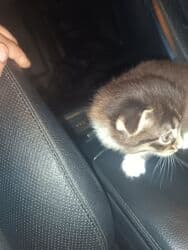 породистые кошки в добрые руки: Шотладская вислоухая, Самец, В добрые руки, Платная доставка — 2