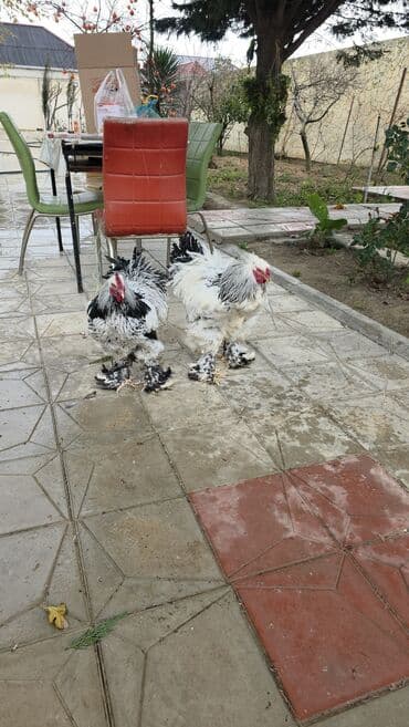 Qoyunlar, qoçlar: Brama 6 aylıq cüt 80 mamat tək 50 manat ünvan hövsan — 6