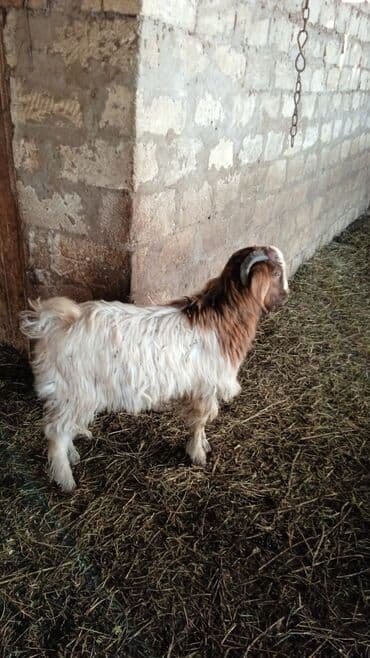 Гуси: Təcili satılır ehtiyac var Real alıcılar mesaj yazsın nömrə 050 967 27 — 6