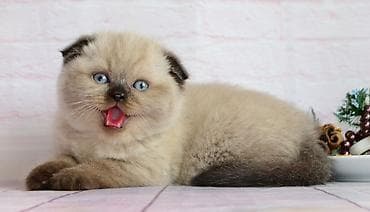 pişik tualet: Şotland — 1