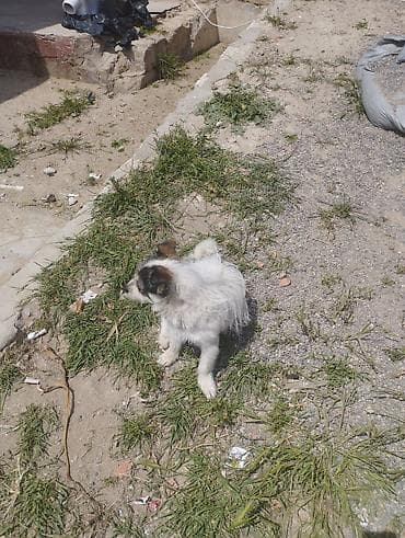 pudel balalari: Pudel, 1 il, Erkek, Cütləşmə üçün, Ödənişli çatdırılma — 5