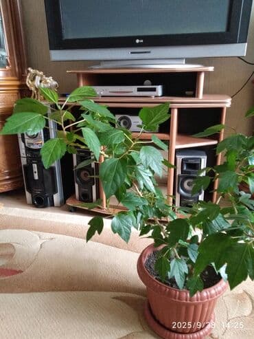 продажа комнатных растений: Çin qızılgülü — 3