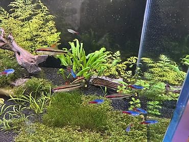 akvarium bitkisi: DENİSONİLƏR 4 ədəddir. Sürü balığı olduğu üçün hamısını birgə satıram — 2