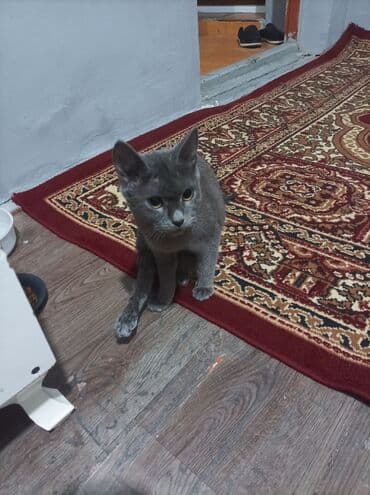 русская голубая кошка цена: Rus mavi, Yaxşı əllərə — 8