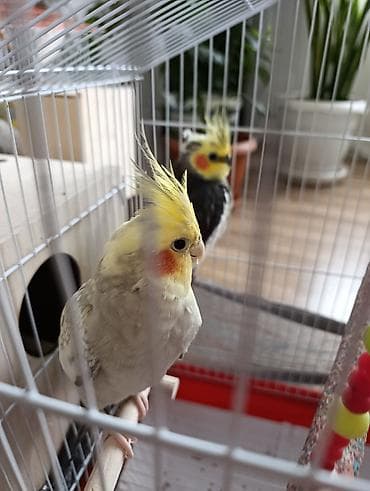 cex quslar: Dişi və erkək korella quşları. Quşlar ayrılıqda 45azn(biri).Quşların — 3