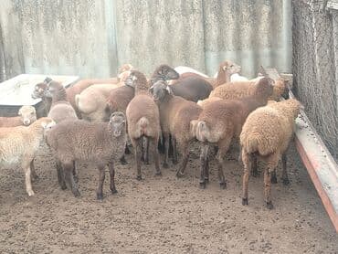 erkey quzu: 58qoyun 18 dogub 8 10 kilolug quzları var altında super 22dene togldu — 1