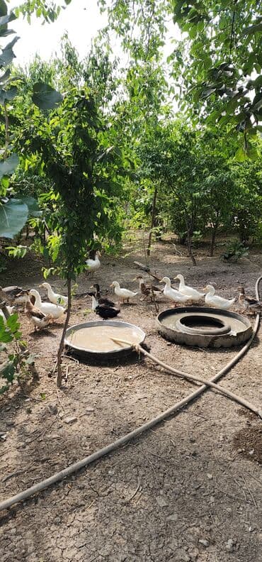 lal ördek satışı: Dişi, Damazlıq, Rayonlara çatdırılma, Ünvandan götürmə, Pulsuz çatdırılma — 3