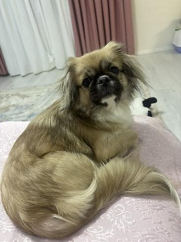 pedigree it yemi: Pekines — 1