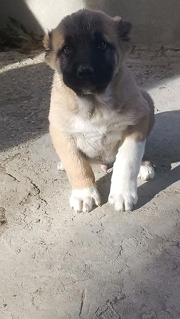 xasqi balaları: Kanqal — 8