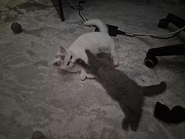 Akvariumlar: Britan — 2