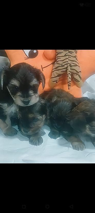 Pişiklər: Mini ölçülü, York balalari 45 gunlukduler — 1