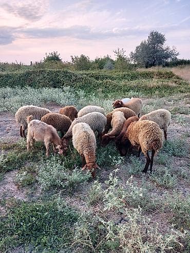 ucuz keci: 8qoyun,6quzu,1 keçi 1 çəpiş. içində cəmi birdənə yaşlı qoyun var.ona — 2
