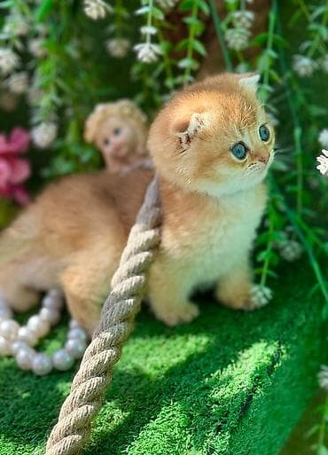 pisi: Şotland — 6