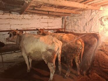 Qoyunlar, qoçlar: Məhsul: Mal-qara (inək) qisir inekler 1650 den deyirem Təsvir: - — 10