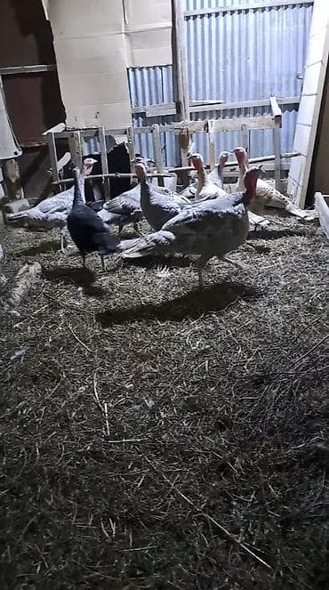 keci seki: Hinduşka sürüsü satılır – müxtəlif rəng və ölçülərdə. Şəkillərdə həm — 4