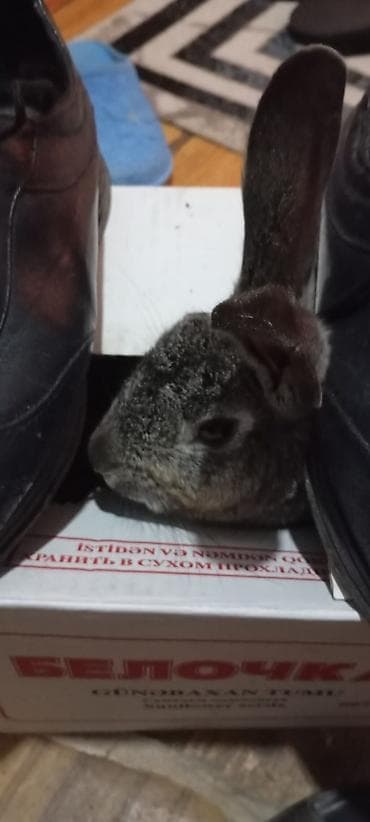 itler sekilleri: Evdə bəslənmiş dovşan - Növ: ev dovşanı - Rəng: boz-gümüşü - — 5
