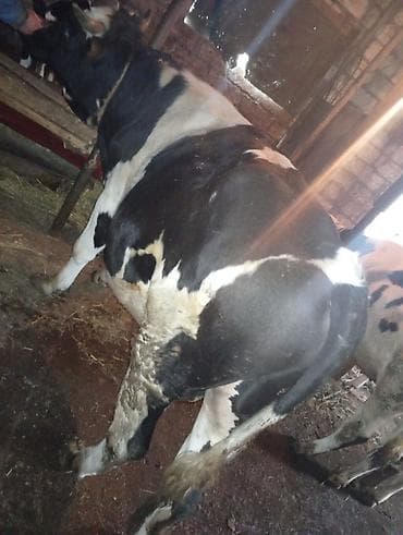 qaz ve ordek satisi: Məhsul: Mal-qara – erkək dana/öküz Təsvir: - Rəng: qara-ağ ala - Cins — 2