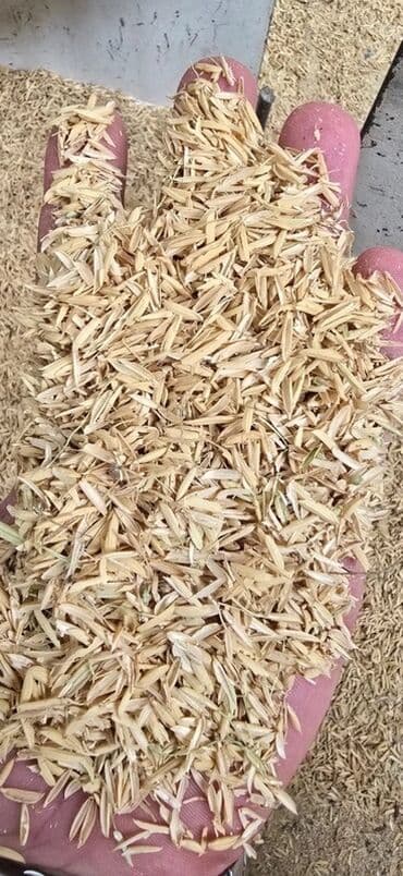 quru corek: Təmizlənmiş Düyü Qabığı – Çoxşaxəli İstifadə Üçün Topdan Satış! — 1