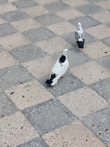 anqut quşu: Məhsul: Ev göyərçinləri (bir neçə fərqli rəngdə) Təsvir: Salam. 4 — 1