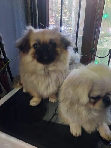 Gəmiricilər: Pekines — 4