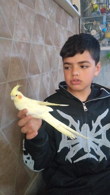 Digər heyvanlar: Hazir albinos ağ Qirmizi göz sari qəfəssiz 100 Azn tam ruçnoy — 4