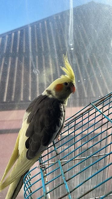 Nymph paraket (kakatiel) – əl öyrədilə bilən, sakit xasiyyətli ev