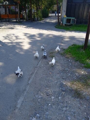 Məhsul: Bəzək güvənləri (paun/quyruqlu gəvran göyərçinlər) Təsvir: -