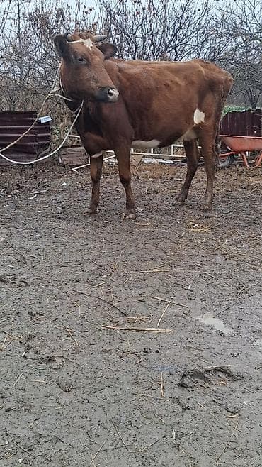 Inəklər, öküzlər: Dişi, Simental, il: 4, Ünvandan götürmə — 4