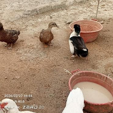 Quşlar: Satılır hamısı çoxu yaxşı sortdu əksəriyyəti yumurtduyur — 4