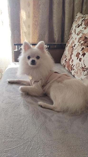 itler tap az: Şpitz, 3 il, Dişi, Peyvəndli, Ünvandan götürmə — 9